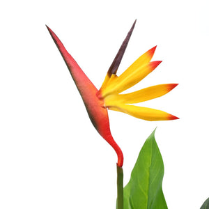 vidaXL Artificial Strelitzia Reginae Bird of Paradise Flower 66 cm